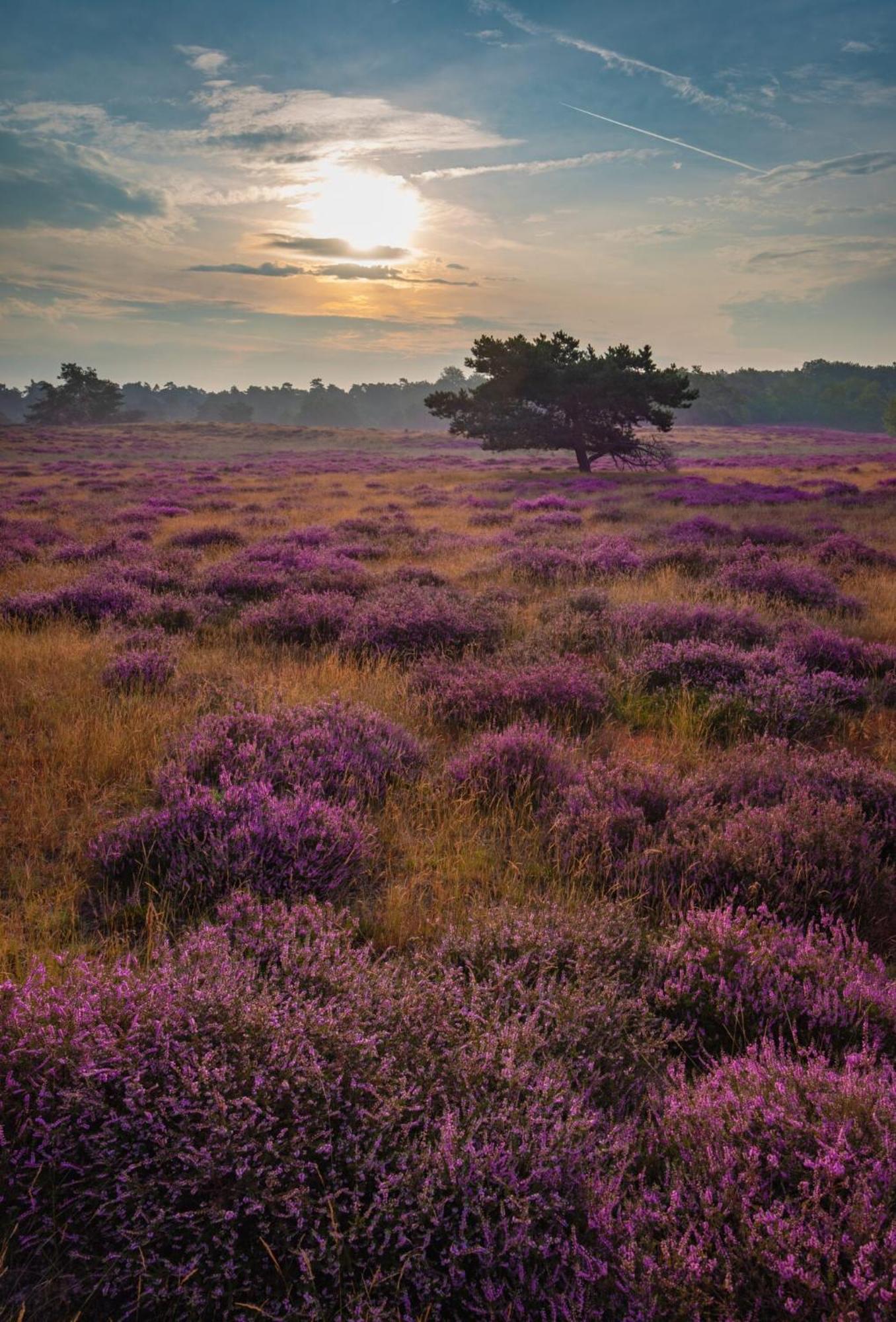 Vakantiehuis Vliegend Hert Veluwe 넌스피트 외부 사진